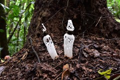 Staheliomyces cinctus