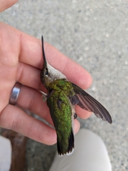 Archilochus colubris