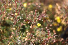 Hibbertia acerosa