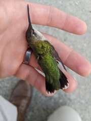 Archilochus colubris