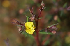 Hibbertia acerosa