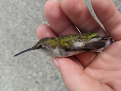 Archilochus colubris