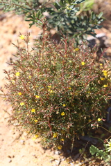 Hibbertia acerosa