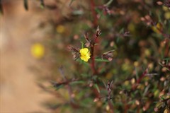 Hibbertia acerosa