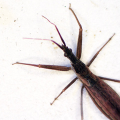 Dicrotelus prolixus