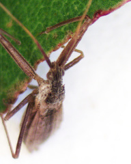 Dicrotelus prolixus