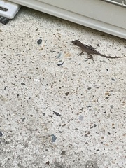 Anolis