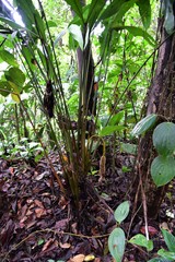 Cyclanthus bipartitus