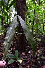 Cyclanthus bipartitus