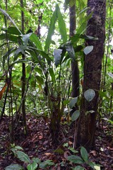 Cyclanthus bipartitus