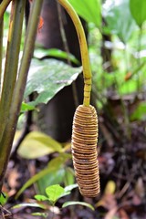 Cyclanthus bipartitus