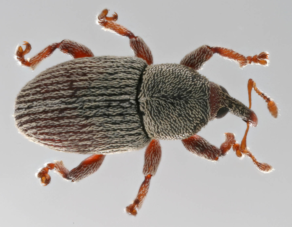 Tychiina