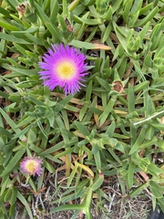 Carpobrotus glaucescens
