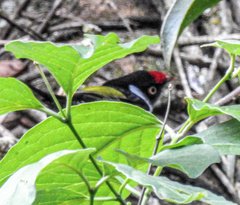 Ilicura militaris