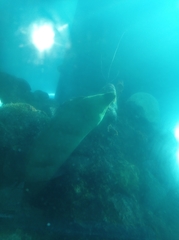 Gymnothorax funebris