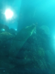 Gymnothorax funebris