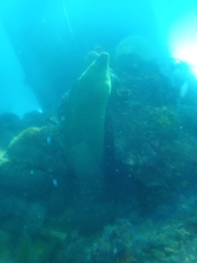 Gymnothorax funebris