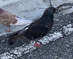 Columba livia domestica