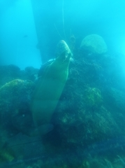 Gymnothorax funebris