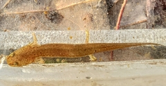 Pseudotriton