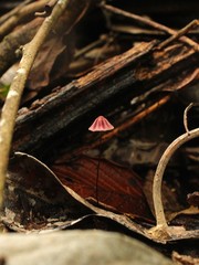 Marasmius tageticolor