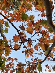 Acer japonicum