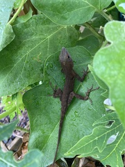 Anolis cristatellus