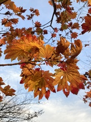Acer japonicum