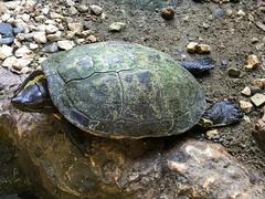 Trachemys decorata