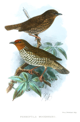 Woodhouse's Antpecker photo 1