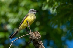 Tyrannus melancholicus