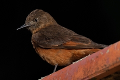 Hirundinea ferruginea