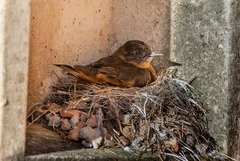 Hirundinea ferruginea