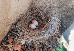 Hirundinea ferruginea