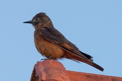 Hirundinea ferruginea