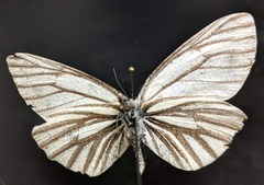 Pieris marginalis venosa