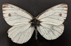 Pieris marginalis venosa