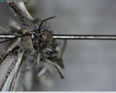 Pieris marginalis venosa