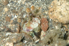 Odontodactylus brevirostris