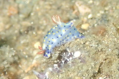 Hypselodoris infucata