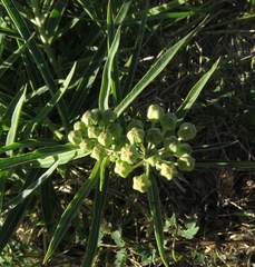 Asclepias mellodora