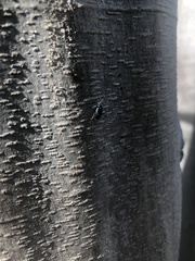 Chrysochus cobaltinus