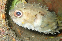 Cyclichthys orbicularis