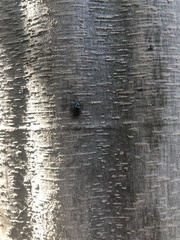 Chrysochus cobaltinus