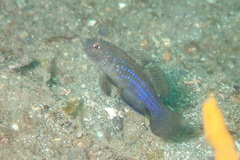 Asterropteryx ensifera