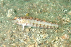 Parapercis lineopunctata