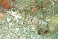 Parapercis lineopunctata