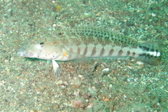 Parapercis xanthozona