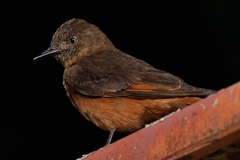 Hirundinea ferruginea