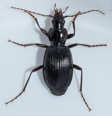 Platynus ovipennis